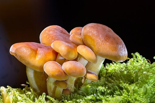 best mushroom extract